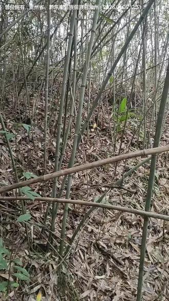 今天在竹林里专找
仙人用的拐杖 (仙人仗)