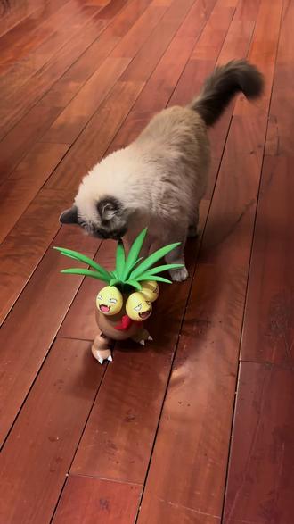 #肯德基椰蛋树 #猫玩具 这也太好笑了