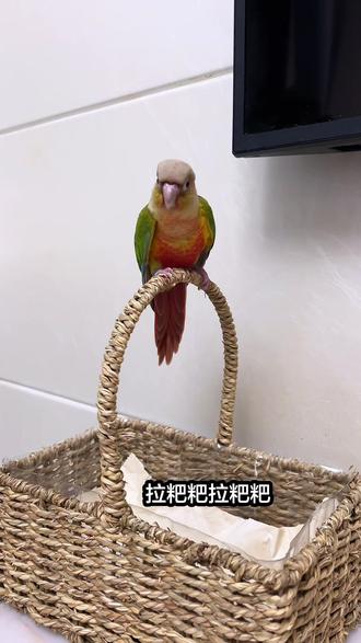 给大家看看看怎么训练断奶的小太阳定点拉粑粑 全部流程,你们有小太阳了也可以这样试试,如果能定点拉粑粑,真是太香了#真实生活分享计划 #鹦鹉鹦鹉萌萌哒逗鹦鹉 #小太阳定点拉粑粑#小太阳定点排便