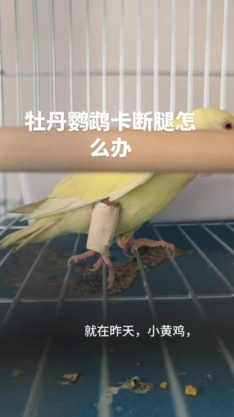 牡丹鹦鹉腿卡断了怎么办?#宠物鹦鹉 #萌宠互动 #鹦鹉阿三 #萌宠出道计划 #牡丹鹦鹉
