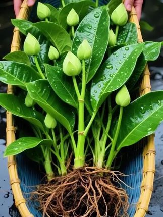 《瓶中植趣:水培金钻的温柔日常》透明玻璃瓶里,根须如水晶珊瑚般舒展,在光影流转间漾着细碎的灵动,每一丝颤动都像在与清水私语。 不必与泥土纠缠,一汪澄澈便养得叶片翠色欲滴——阔大的叶舒展如铺开的绿天鹅绒,默不作声地滤去室中浊气,吐纳间,满室便浸了清甜的鲜。 无需费心松土施肥,每周换次水就好。看根须在水里慢慢舒展、悄悄生长,成了日子里治愈的小仪式。指尖触到微凉的水,眼底映着渐密的绿,时光也跟着慢下来。 桌角或窗台那抹绿,是钢筋水泥里藏着的自然呼吸。不必奔赴山野,抬眼便见草木温柔,日子也因此多了份浅浅的生机。 #金钻绿公主 #家居绿植 #水培植物 #净化空气 #四季常绿 .