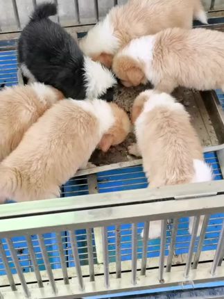 狗狗发情期间注意什么一招狗仔抱不下 狗狗发情期间注意什么一招狗仔抱不下#养狗经验分享 #养狗人 #狗狗 #养狗人 #养狗日常