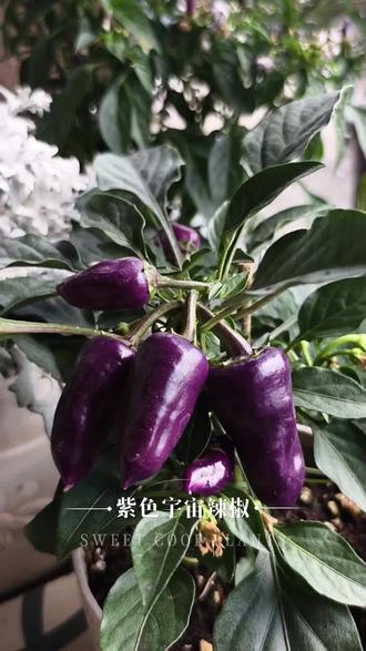 🌌 梦幻金属色泽的辣椒
宇宙紫辣椒 Cosmic Purple Chili
果实呈饱满的锥形,表皮覆盖着一层细腻的蜡质光泽,在光线下泛出深邃的紫水晶质感,仿佛来自外太空的神秘果实。未成熟时为深紫色,成熟后会逐渐过渡到浓郁的酒红色,色彩层次梦幻。
🍆紫魅影辣椒Purple Phantom Chili
这是一款酷似茄子的辣椒,深紫色果形小巧尖锐(长3-5cm),带有金属光泽,成熟后会逐渐转为红色,色彩层次丰富。
辣椒的养护方法
🌞光照与温度
- 喜充足阳光,每天保证6-8小时直射光,放在南向阳台或窗台最佳。
- 生长适温20-30℃,低于10℃生长停滞,冬季需移入室内保暖。
🪴土壤:用园土50% + 腐叶土30% + 珍珠岩20%,或直接用商品营养土,保证疏松透气。 浇水与施肥
💦浇水:遵循“见干见湿”,盆土表面干透再浇透,避免积水烂根,夏季可适当增加频率。
🍂施肥:生长期(枝叶阶段)以氮肥为主,每10-15天施一次稀薄液肥;开花结果期改用磷钾肥,每7-10天一次,促进果实饱满。
✂ 修剪与整枝
- 幼苗期(10片真叶左右)摘心,促发侧枝,让株型更饱满。
及时摘除底部老叶、病叶和过密枝条,保证通风透光。#真实生活分享计划 #植物科普 #养花我是认真的 #自家种植 #养花人的乐趣