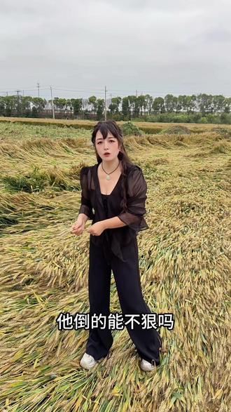 好种子,猛倒1号#麦子熟了 #田间地头我要上热门 #万万想不到 #看到最后