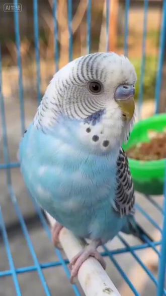 #小云雀AI 🎉 “鹦”你而来,“鹉”所不能 🎉
这只小蓝鹦鹉,带着一身福气来拜年:
“祝大家马年‘鹦’气十足,
事业‘鹉’往不利,
生活‘鹦’姿飒爽,
所有美好都‘鹉’微不至!
啾~”