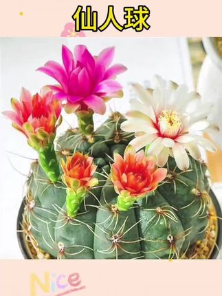 #仙人球 #仙人球花 #绯花玉仙人球 绯花玉仙人球盆栽四季开花好活净化空气吸甲醛桌摆办公室花卉绿植#盆栽绿植 #花卉绿植