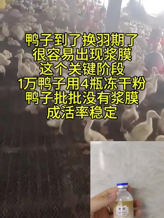 左下角小黄车,厂家直发鸭鹅浆膜专用冻干粉#肉鸭养殖 #麻鸭 #番鸭 #养鹅技术分享 #狮头鹅