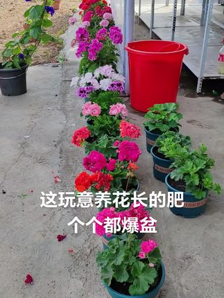 #家庭养花 #有机肥 养花种菜都能用