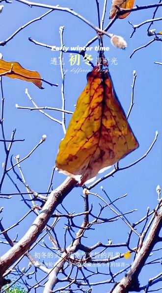 《初冬落叶之美:生命轮回的诗意瞬间》
初冬的美,是季节交替的温柔。暖阳把光筛成细沙,轻轻覆在堆积的落叶上。玉兰树的叶子落尽了,腾出更多的空间留给开春后的玉兰花,这是生命轮回的诗意,更是藏在光影里的无字诗。
一片叶翻了个身,背面的绒毛沾着光,亮得像撒了层银粉。细看叶脉的纹路,纵横交错,像老人手上的掌纹,写满了走过的路:春时抽芽的怯,夏时舒展的欢,秋时染色的静,冬时归根的安。每一道痕迹,都是生命写给岁月的诗行,不用墨,只用时光的笔。
阳光在叶间流动,把影子描在地上,忽长忽短,忽浓忽淡。有片叶被风推到树根旁,贴着泥土的那一刻,像找到了诗的韵脚,稳稳地落了句。原来落叶从不是结束,是把“生”的故事,换了种笔迹续写——在土里,在根须间,在来年春芽要顶破冻土的期盼里。
这冬叶不懂诗,却被光写成了诗,没有华丽的辞藻,只有最朴素的真理:每片叶的凋零,都是对生命最虔诚的致敬;每道光影的移动,都是时光在续写未完的篇章。我们只需站在这暖阳里,让光影落在肩头,把日子过成诗里最温柔的那一行。喜欢今天的分享记得收藏,每天晩上8点更新干货内容。
#光影艺术 #落叶归根 #生命的轮回#手机摄影 #冬日暖阳