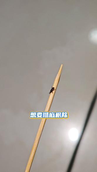 家里大米总生虫?教你搞定米象 你有没有好奇过,卧室床上为何会凭空出现米粒大小的虫子?这其实是米象,也叫米虫、仓虫。根源在于,米象虫卵极其微小,肉眼难以察觉。日常在厨房活动时,虫卵极易沾染衣物、鞋袜,被我们无意间带入卧室。遇到适宜的温湿度,虫卵便迅速孵化,在床铺、地板缝隙间定居繁衍,这便是卧室滋生米象的核心原因。
想要彻底根除,关键在于从源头灭杀虫卵。可用专用米象杀虫剂,均匀喷洒在墙角、地板缝隙、床架边角等隐蔽区域,渗透杀灭潜藏的成虫与不可见的虫卵,抑制其孵化繁衍。药剂无色无味,床铺、沙发均可放心喷洒。#米象 #米象虫卵 #米象虫爬床上会咬人吗 #米象虫的功效与作用 #米象杀虫剂