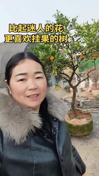 比起迷人的花儿,更喜欢挂果的树。每挂一个小果都是生活给我们的小惊喜,生动了眼眸,明媚了心情。挂果里是我们养的最省心的树。#平顶山叶县花姐 #叶县同城 #绿植花卉#硕果累累