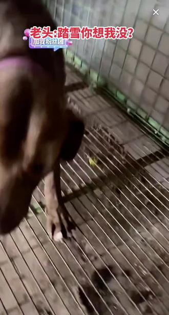 我看是老头想踏雪了吧!#西北刀客#公益护农#踏雪宝宝#重托