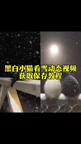 你要的小猫看雪动态背景视频保存教程来了#朋友圈动态背景 #小猫下雪背景图动态 #黑猫白猫 #朋友圈 #动态背景视频