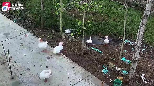 #热门 你们期待的大鹅消失后续,结果复合预期吗?