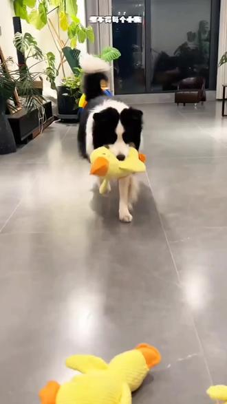 怪不得每只小狗都有一只小黄鸭 #边牧 #萌宠 #宠物玩具 #小黄鸭 #好物推荐