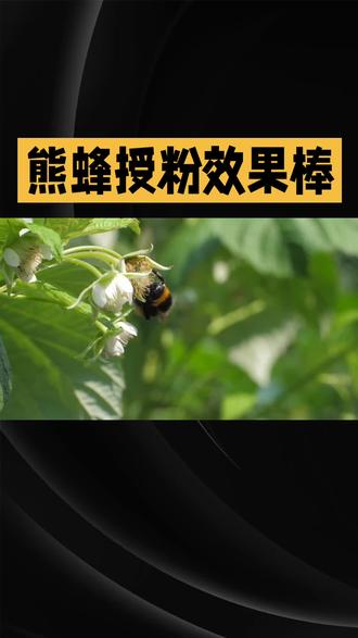 熊蜂授粉有技巧#熊蜂授粉 #熊蜂王国 #熊蜂授粉番茄 #