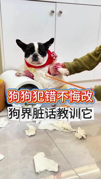 用狗语教训不听话的狗#新手养狗#文明养狗#科学养狗#科学养狗#狗狗语言