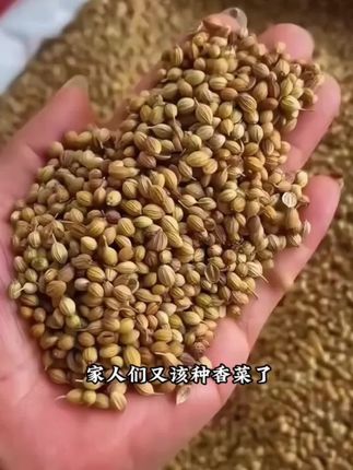 #三农 #家庭种植 #特色农产品 #三农种植 #香菜