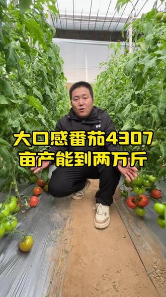 大口感番茄泰番4307,亩产能到两万斤#大口感番茄苗 #番茄品种推荐 #泰山番茄创新研究院