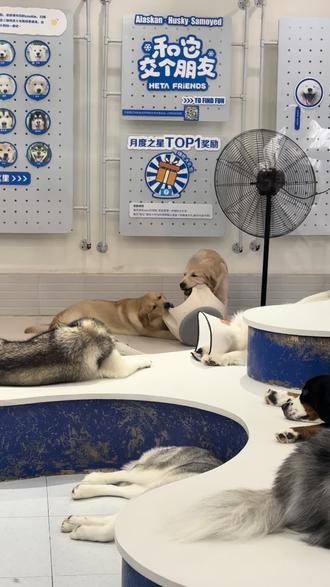 同事上班我啃椅子#狗咖 #金毛 #雪橇三傻