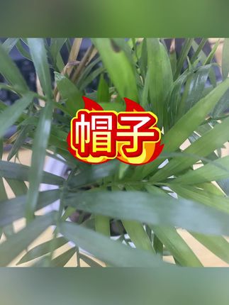 #画家帽 #帽子#儿童帽子