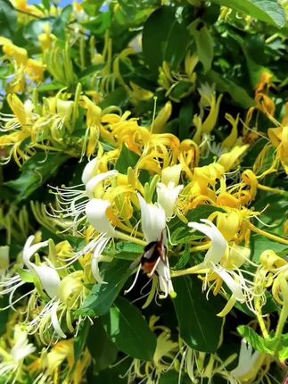 正品隆回山银花茶山银花茶花草茶正品山银花可搭配泡茶