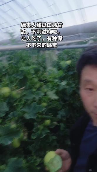 绿美人甜清甜爽口,不刺激喉咙,吃了还想吃#自摘甜瓜 #新鲜应季水果 #四季鲜果 #封丘县 #同城好店推荐