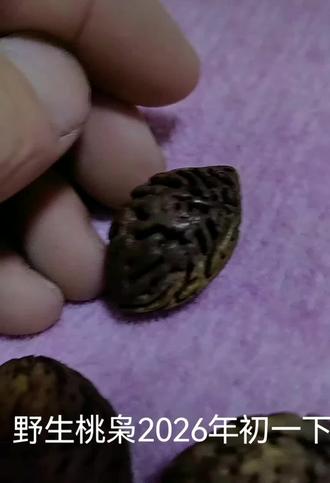 野生桃枭2026年中月初一下午3点采摘