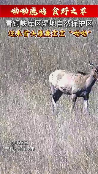 添丁进口!4月23日,青铜峡库区湿地自然保护区去年从江苏大丰迁入的国家一级保护动物麋鹿种群成功诞下首只幼崽。取名叫呦呦#魅力青铜峡#吸睛宁夏等你上分