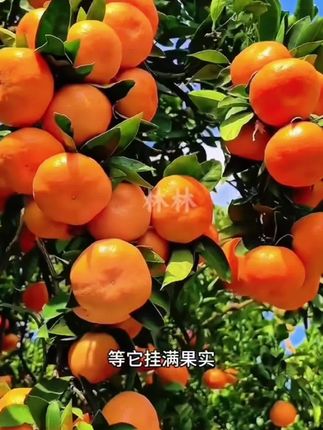 沙糖桔树苗阳台小院南北方都能种#正宗沙糖桔树苗#沙糖桔苗 #砂糖桔 #果树种植 #抖音助农