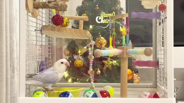 纯手搓圣诞款小鸟玩具#diy鹦鹉站架 #牡丹鹦鹉