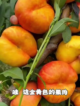 【黄金彩虹蟠桃】黄金蟠桃油蟠7超级甜爆汁香甜产地直发顺丰包邮