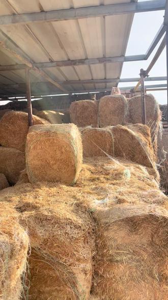 #悟空 #猫 #流浪猫 怪不得一夜跑出去两三次,原来是和小狸花猫私会了