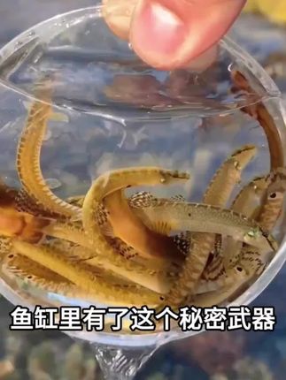中华花鳅 鱼缸里的清洁师#鱼缸里的大自然 #养鱼养心#养鱼日记