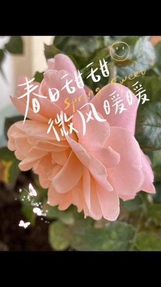 春天的气息扑面而来,阳台上一片生机勃勃,愿每一个春天都为你绽放最美的色彩!
#春天 #植物分享 #阳台盆栽 #植物生长过程