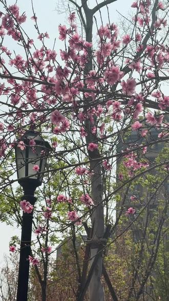 NPD在你弱小的时候无视你,能利用就利用,至少可以做TA的情绪垃圾桶,你强大了又想把你变成xue包,变不成xue包退而求其次变成TA的飞猴,然后这两个角色互相试探,都不成就会把你变臭,用一张嘴毁掉你