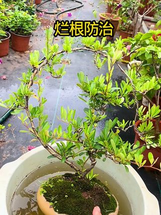 一瓶根腐快克帮我们解决烂根问题,可防可治使用方法简单效果好#盆景#根腐快克#盆景养护