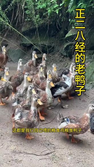 一年以上的生蛋老板鸭#烟熏腊板鸭