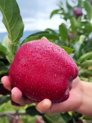 #我要上热门 #优质农产品 #甘肃苹果基地 #快来一起尝个鲜