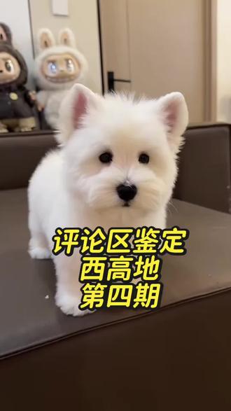 软毛西高地市场太乱了!好多宝子被坑!
你家西高地长什么样子?发在评论区给我看看👀
今天是温柔萌姐❤️
#西高地 #西高地白梗 #软毛西高地 #西高地鉴定 #西高地串串