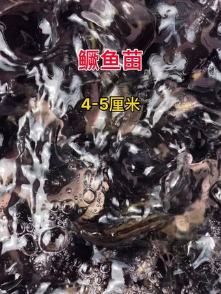 #好货推荐 #水族 #观赏鱼 #鳜鱼