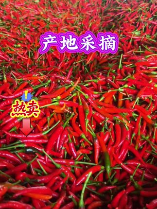 #抖音助农 #农业种植 #小米辣#无辣不欢#爱吃辣,一大箱满满