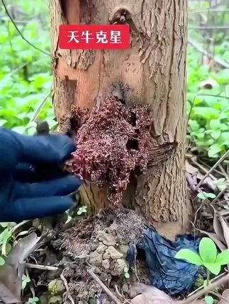 #天牛 #病虫害防治 #果园管理 #天牛幼虫 #新农人计划