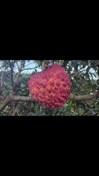 海南火山口荔枝王#海南火山荔枝 #荔枝原产地 #真正树上熟的水果 #巨型荔枝