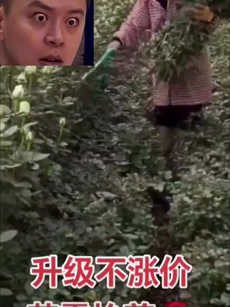 #玫瑰花抬剪 #三农种植 #花卉基地 #花农#园林工具