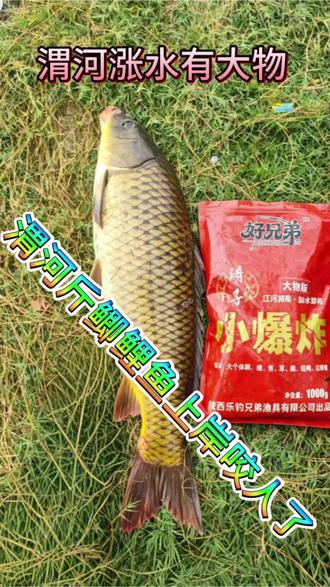 渭河涨水,斤鲫上岸!大物现身,野钓正当时~🎣💪
#涛子小爆炸 #野钓逍遥 #野钓涛子 #钓鱼资源分享 #野钓博大物