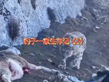 #抖音创作者大会 #动物解说纪录片 #动物世界#我要上热门🔥 @抖音创作小助手 @抖音小助手