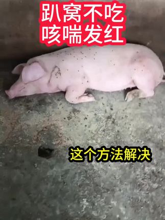 #三农#养殖技术#母猪#混感高热