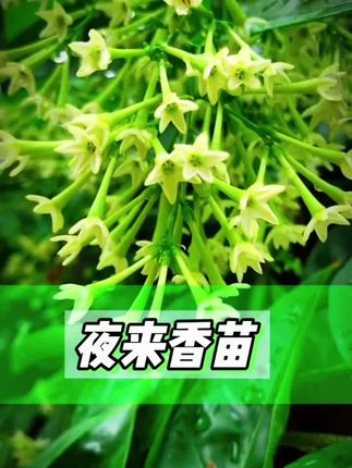 #夜来香 夏天蚊虫多~家里有阳台的可以种上一盆夜来香,它香味浓郁~有很好的驱蚊效果~叶片一年四季常绿且花期长#绿植 #别墅庭院植物 #绿植盆栽#花卉绿植
