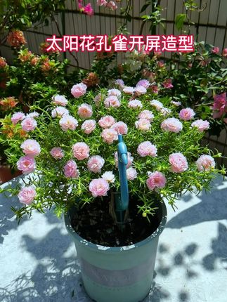 太阳花孔雀开屏造型支架#太阳花孔雀开屏支架#爱生活爱养花 #楼顶花园